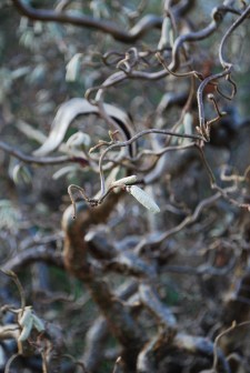 Contorted hazel 