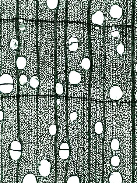 bdb65012f77ebef2b77cbd36e3674a7d